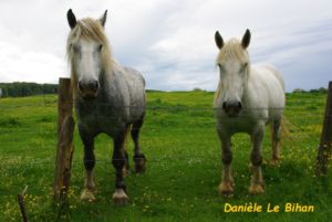 deux percherons