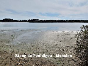 Mahalon-8