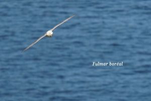 Fulmar-1