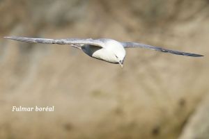 Fulmar-3