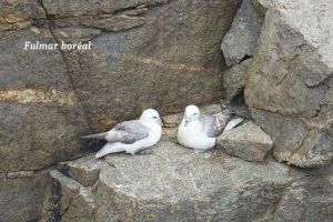 Fulmar-4