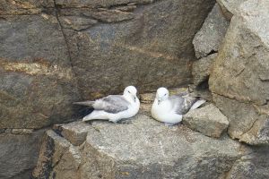 Fulmar-5