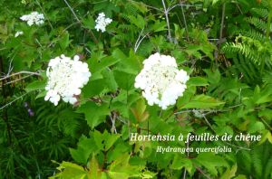 flore-1