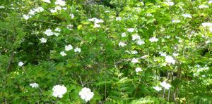 flore-2