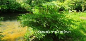 flore-6