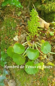 flore-8