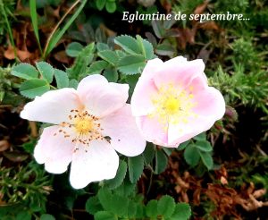 Goulien-8