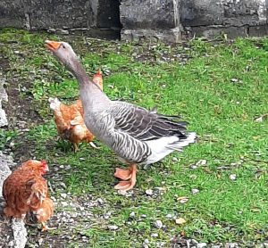 poule-1