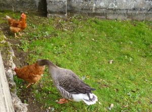 poule-3