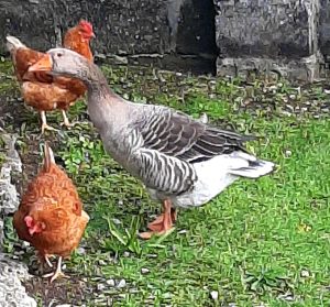 poule-5