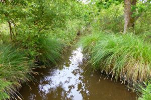 polder-2