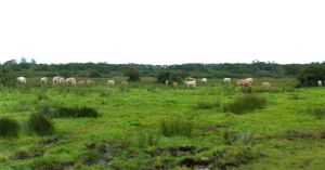 polder-4