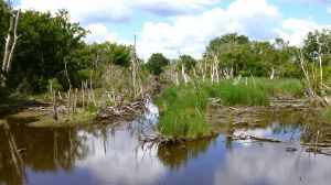 polder-6