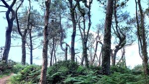 Treguen-3