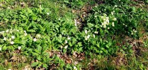 Goulien-14