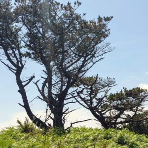 Cleden-16
