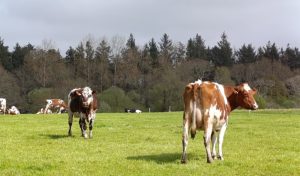 sortie-0304-vaches