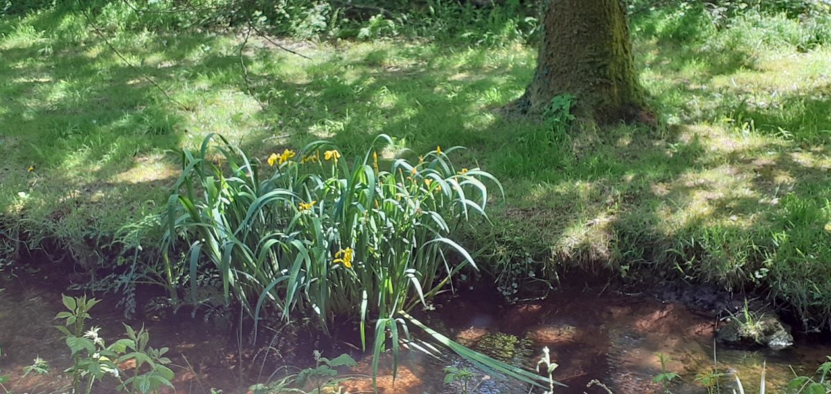 beaux-iris-d-eau-au-bord-du-Goyen