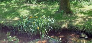 beaux-iris-d-eau-au-bord-du-Goyen